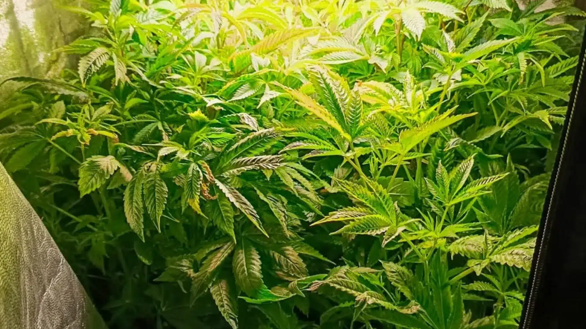 La police judiciaire démantèle une unité de production de cannabis à Cantanhede. Une personne a été arrêtée.