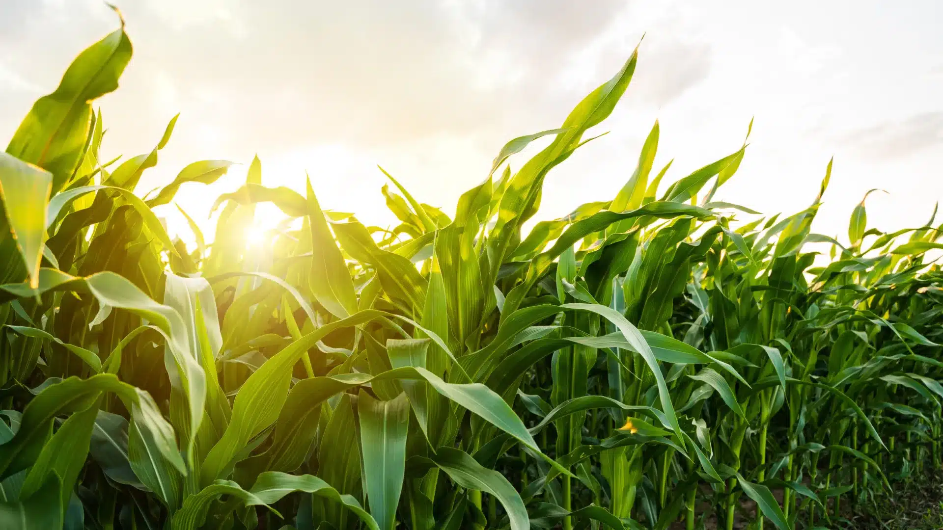 La production de maïs a été presque 40% en dessous de la moyenne au Cap-Vert.
