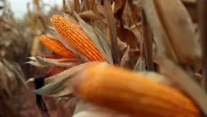 La production de maïs était presque 40 % en dessous de la moyenne au Cap-Vert.