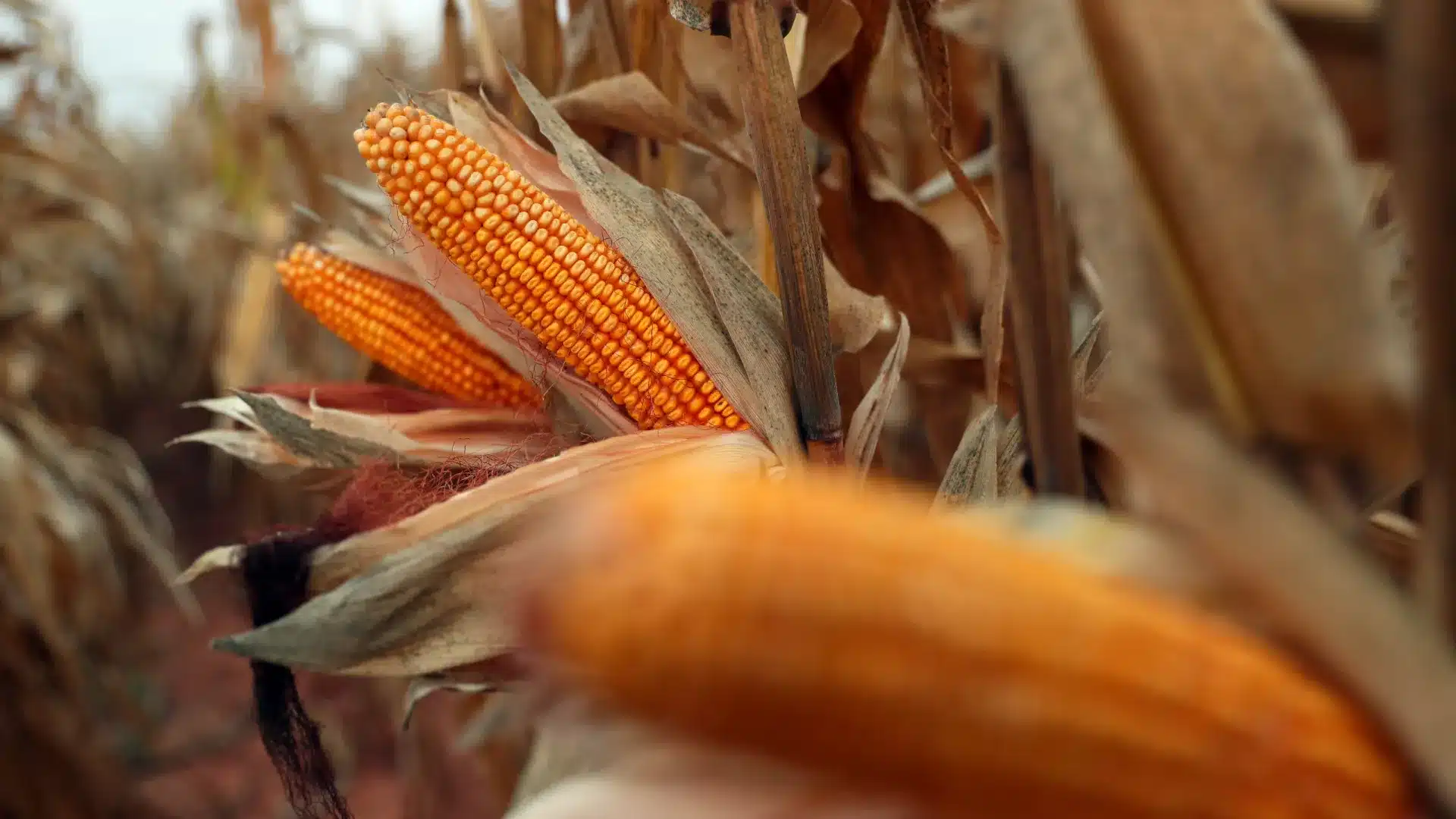 La production de maïs était presque 40 % en dessous de la moyenne au Cap-Vert.