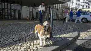 "Le vote compte. L'animal aussi" : Oeiras avec pet sitting dans cinq endroits