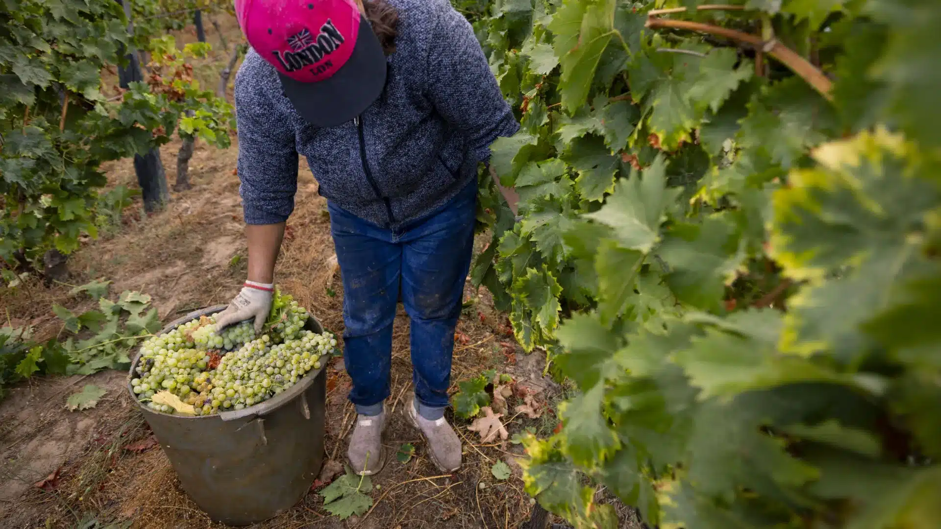 Les viticulteurs confirment une baisse de la production et pointent du doigt la météorologie.