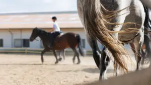 Peine aggravée pour le professeur d'équitation qui a abusé de jeunes élèves.