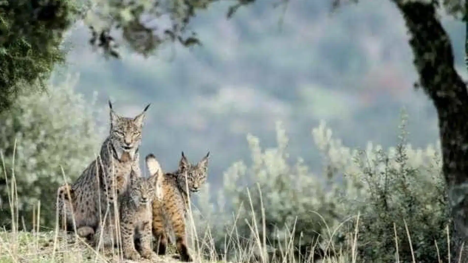 Postes ouverts pour le volontariat dans le centre de reproduction du lynx ibérique.