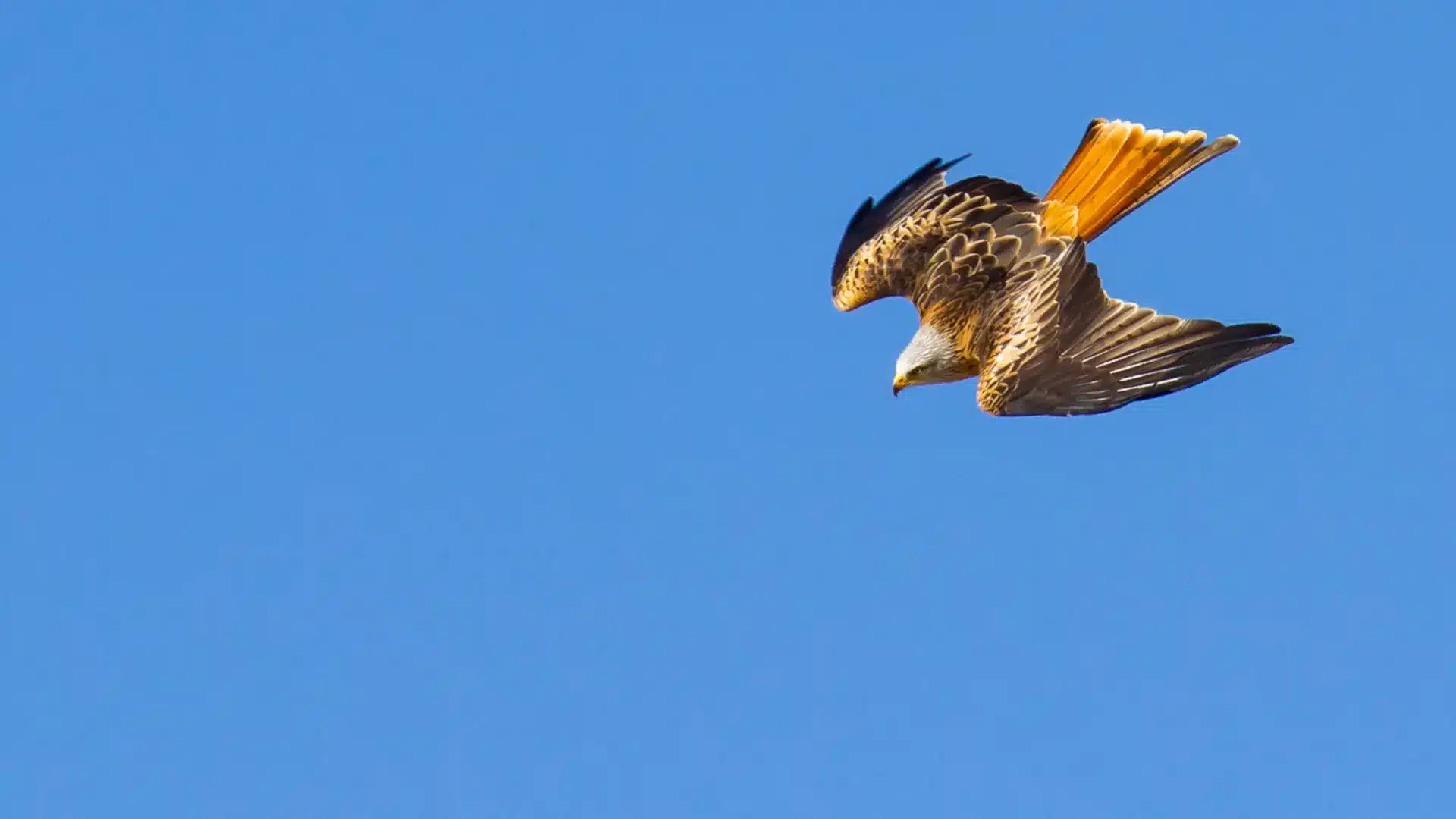 Regarde. Les autorités enquêtent sur la mort de 20 milans royaux à Leomil.