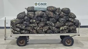 Saisie de 1 tonne de crustacés à Aveiro. Deux hommes identifiés.