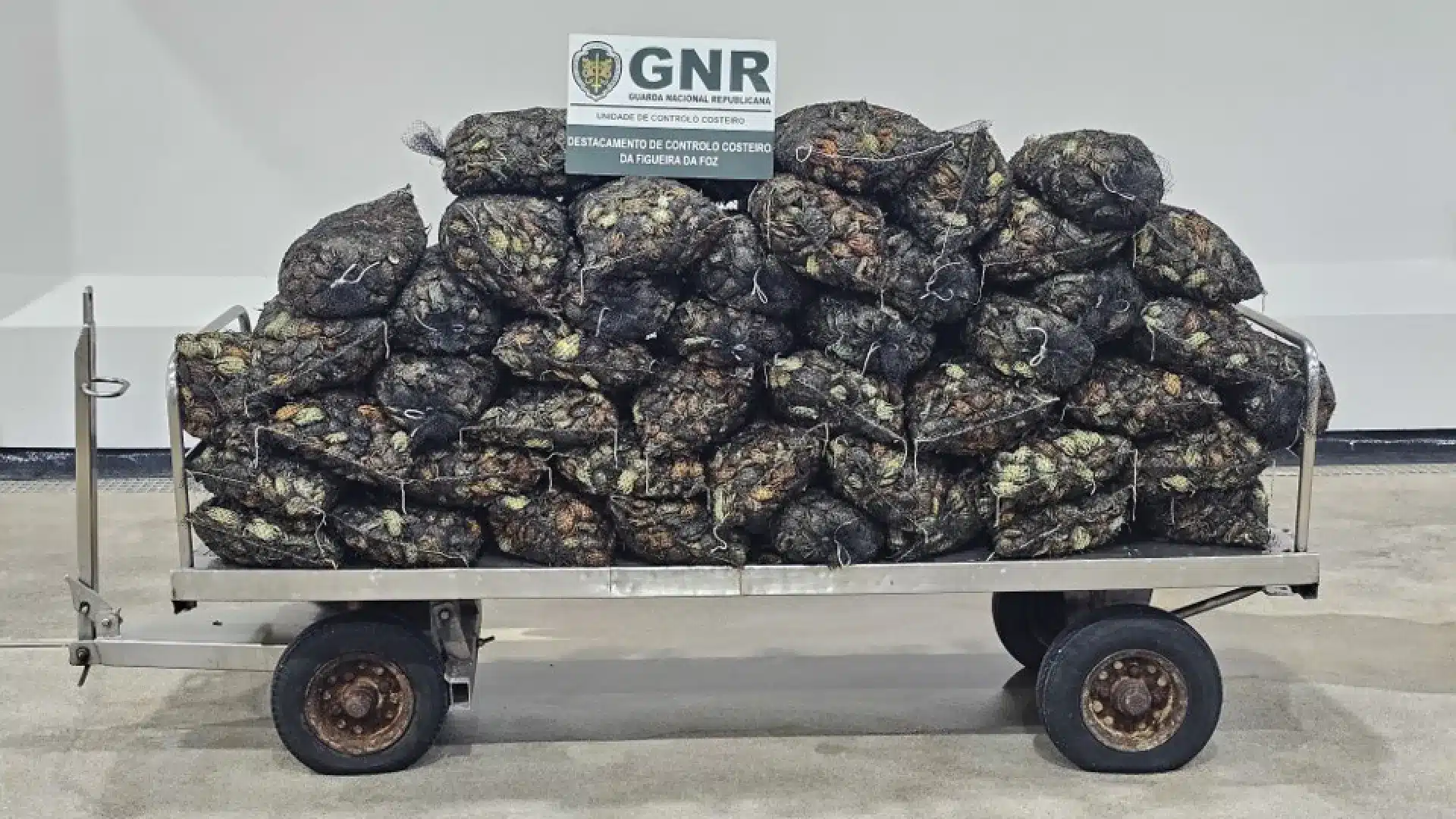 Saisie de 1 tonne de crustacés à Aveiro. Deux hommes identifiés.