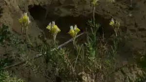 Scientifique de Coimbra découvre : Cette espèce de plante n'existe qu'à Almada