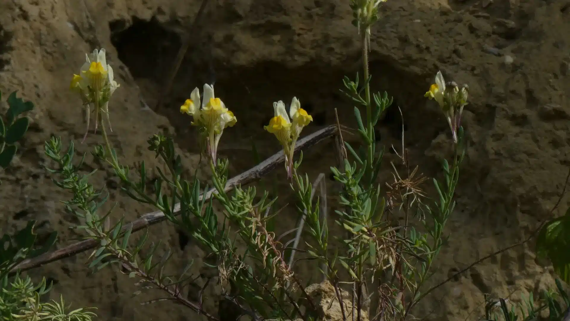 Scientifique de Coimbra découvre : Cette espèce de plante n'existe qu'à Almada