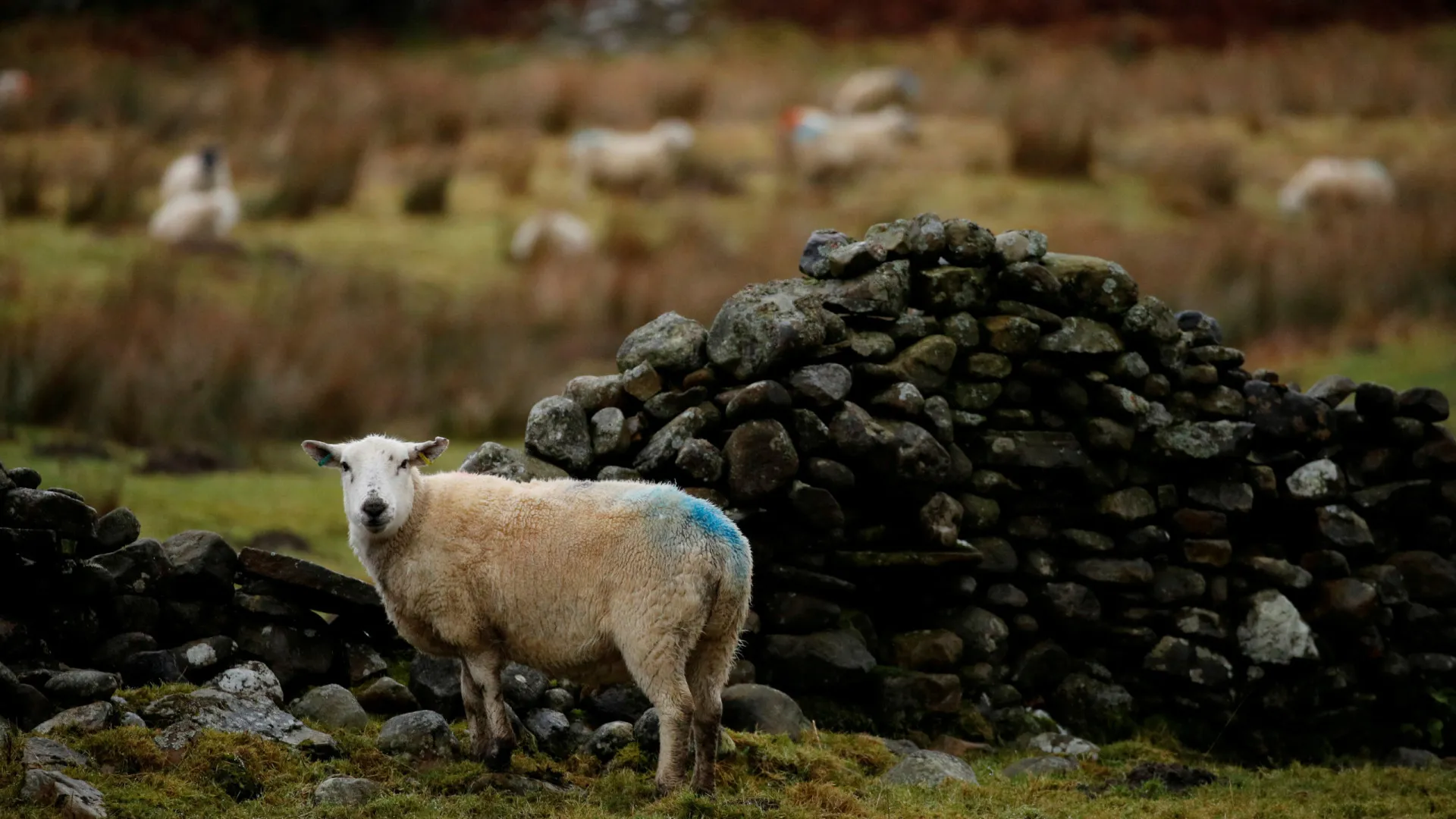 Viana do Castelo. Un éleveur perd 13 moutons et soupçonne une attaque de loup
