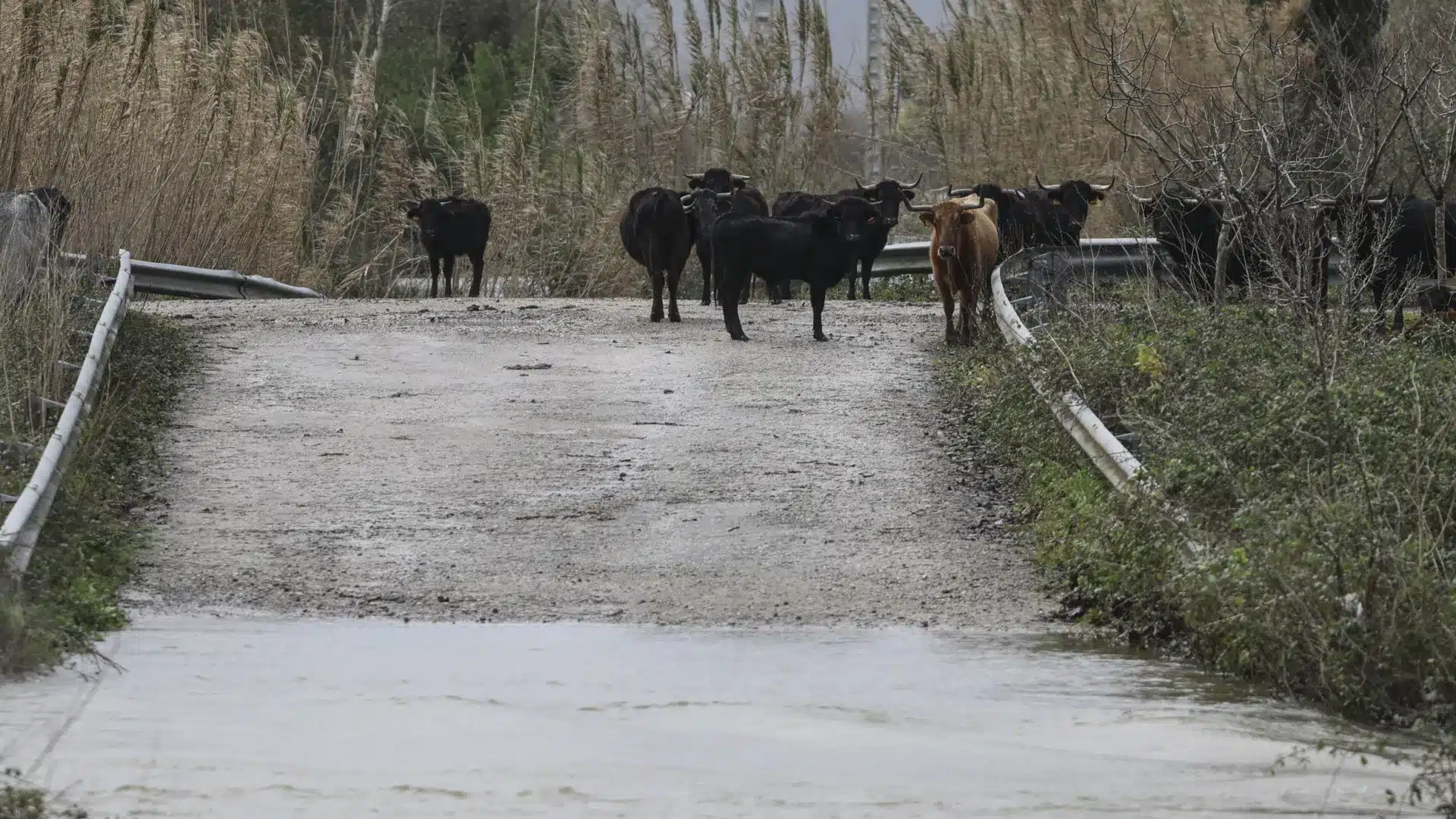 Agriculteurs avec 1.695 déclarations de sinistres au Nord, 70% sont du Douro