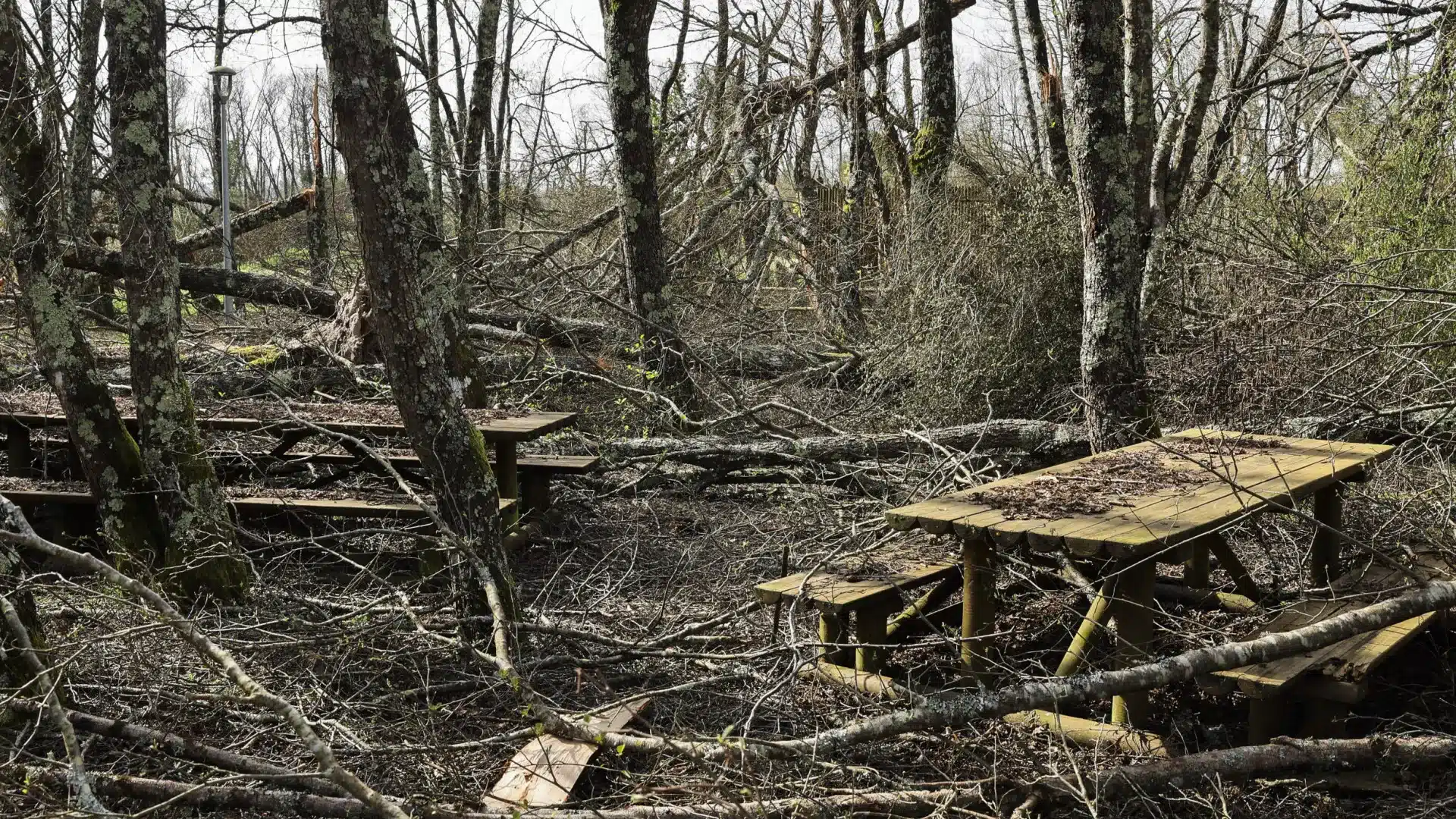 Après la tempête, Casal dos Bernardos craint que les forêts ne se transforment en poudre.