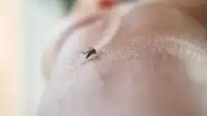 "Après les inondations, attention aux moustiques". Les conseils des autorités