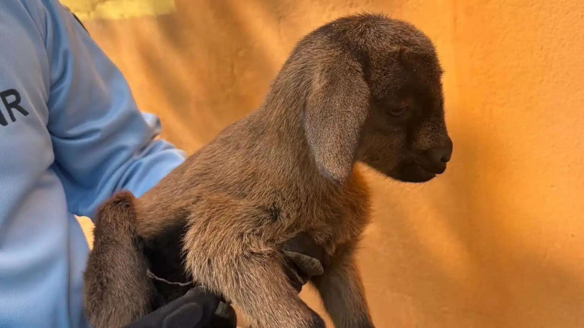 Coimbra : Nouveau-né chèvre secouru. Piégé entre un mur et une paroi.