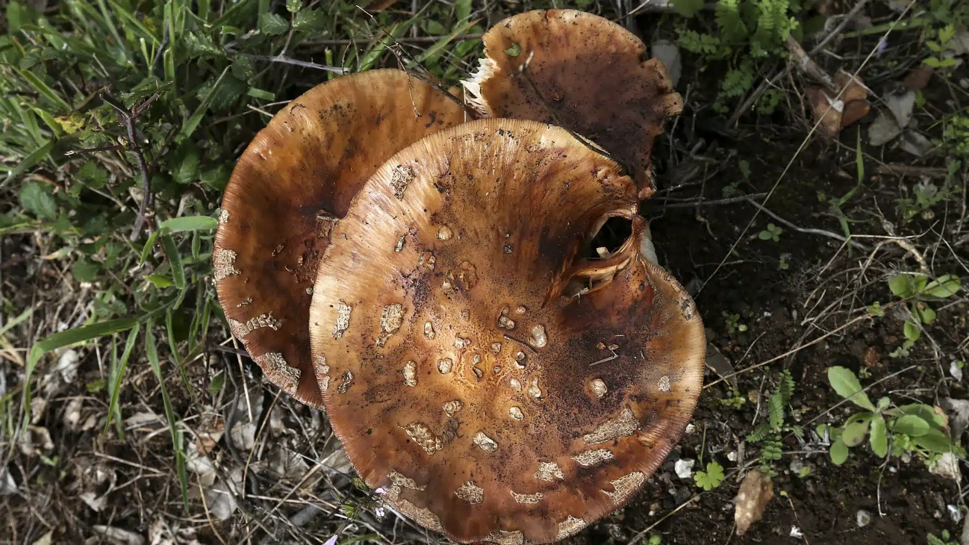 Cuga admet que licencier des travailleurs est une "conséquence" qu'il ne souhaitait pas.