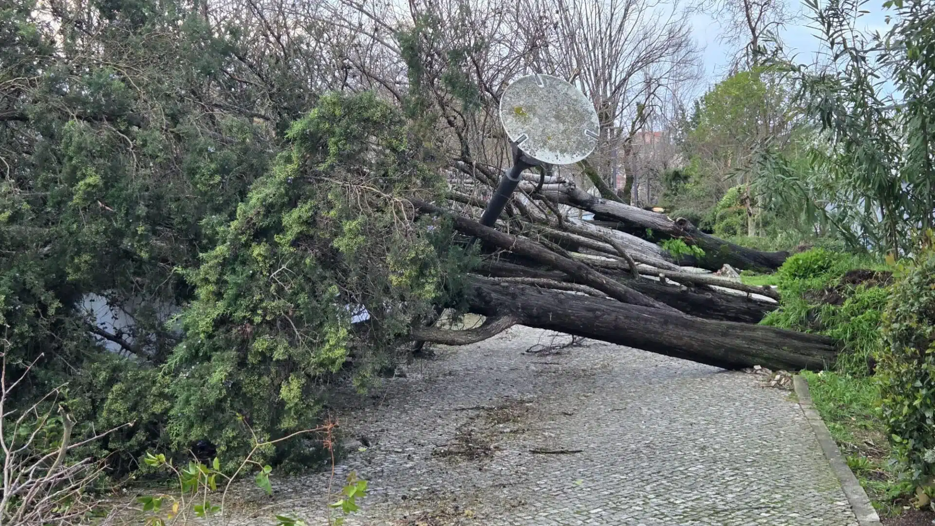 Dans le district de Leiria, on retrousse ses manches, mais on n'oublie pas l'abandon.
