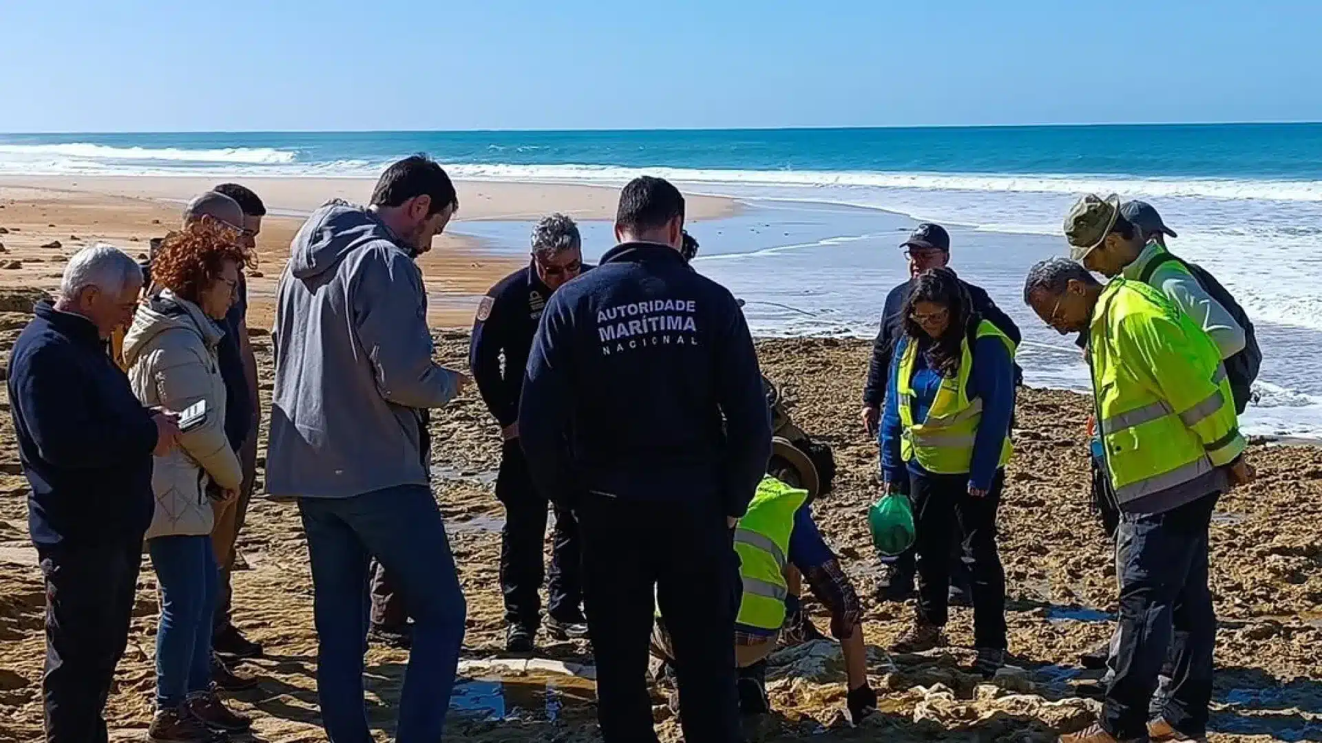 Découverte de fossiles au nord de la plage de Galé à Grândola
