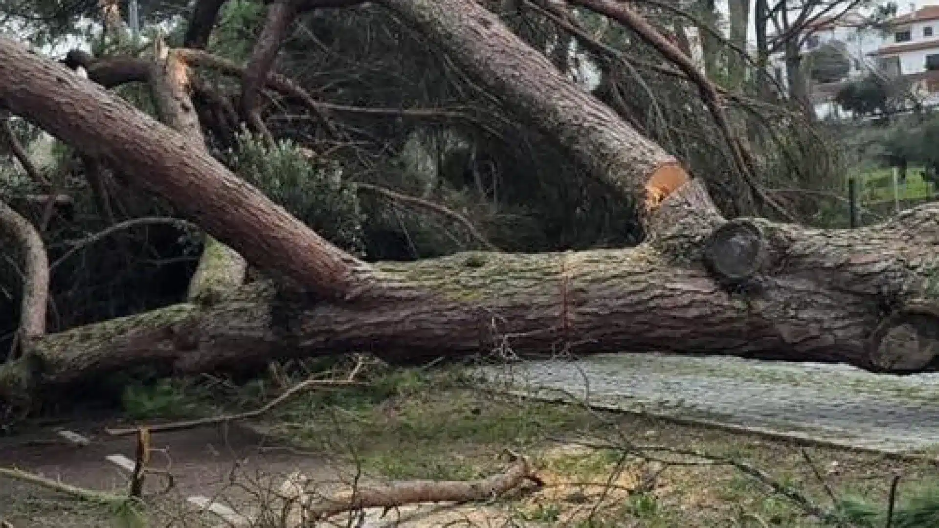 La Câmara de Pombal rouvre presque toutes les écoles lundi.