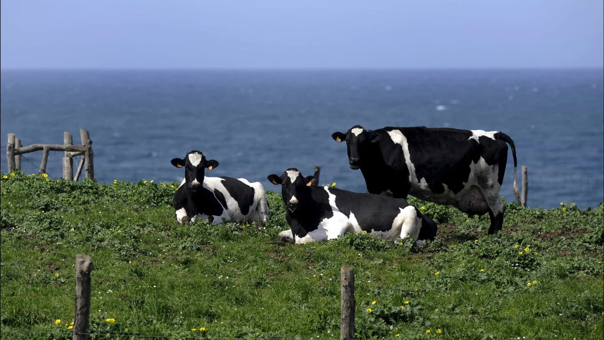 La DGAV nie la présence d'un virus qui affecte les bovins malgré des conditions favorables.