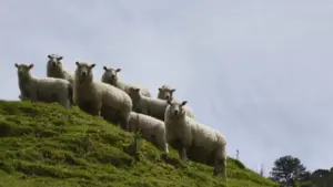 La GNR enquête sur le vol de bétail dans la région de Selmes : "Il n'y a pas de suspects"