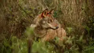 La Plataforma Lobo Ibérico défend un plus grand soutien à l'élevage extensif.