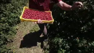 La production de framboises reconstruite après Leslie a de nouveau été détruite.