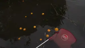 L'association des agrumes de l'Algarve estime une perte de production entre 25 et 40 %