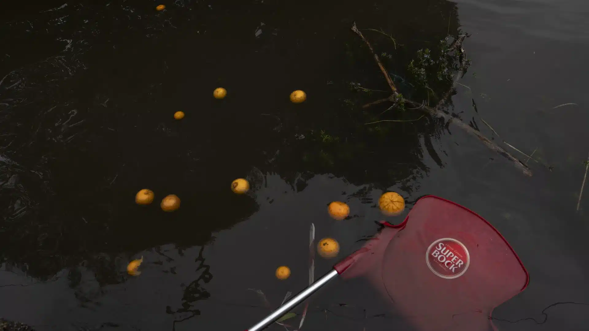 L'association des agrumes de l'Algarve estime une perte de production entre 25 et 40 %