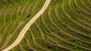 L'association des viticulteurs réclame un soutien immédiat pour le Douro.