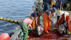 Le quota de pêche du thon rouge augmente de 21 % en 2026.