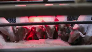 L'élevage à Leiria a perdu 200 porcelets en attendant l'électricité qui n'est pas venue.