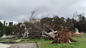 L'enlèvement des arbres abattus est une priorité du gouvernement avant les incendies.
