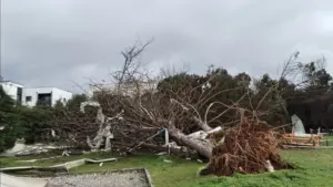Les architectes paysagistes veulent faire partie de la réponse à la dévastation.