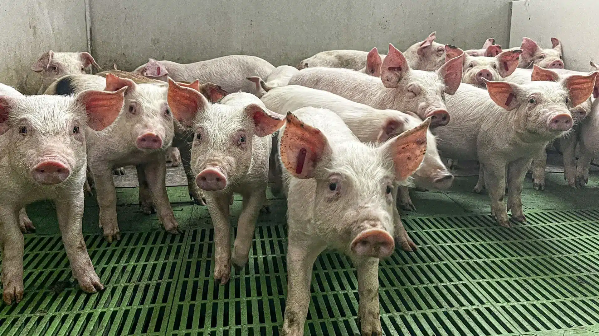 Les éleveurs de porcs signalent la "plus grande crise de tous les temps" et demandent des aides.