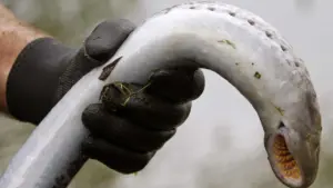 Les pêcheurs du Mondego craignent que la lamproie n'arrive pas dans les assiettes.