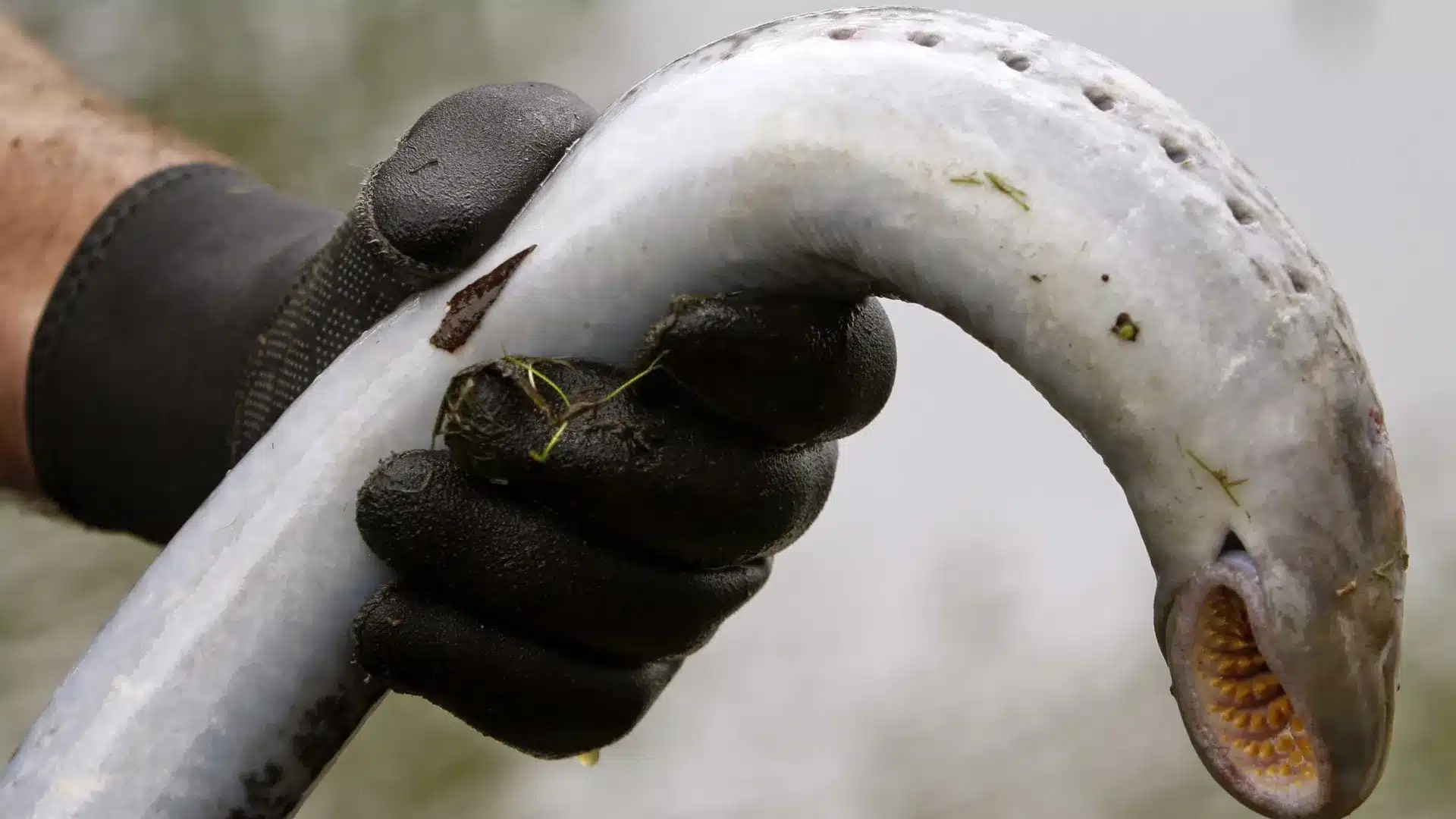 Les pêcheurs du Mondego craignent que la lamproie n'arrive pas dans les assiettes.