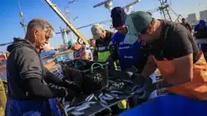 Les pêcheurs peuvent recourir au fonds de compensation après la tempête.