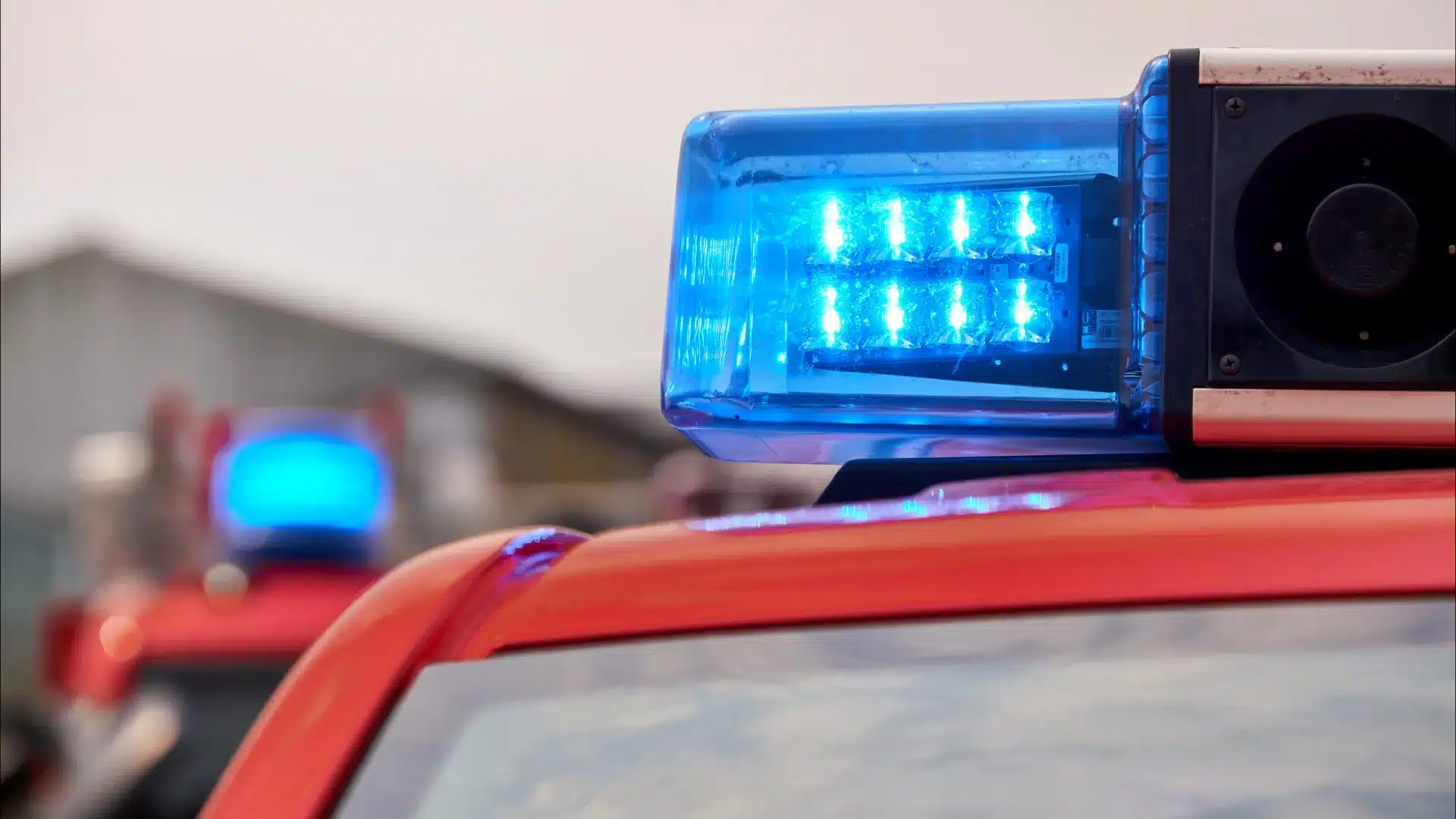 Les pompiers de Salvaterra nourrissent environ 200 animaux isolés par l'eau.