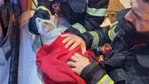 Les pompiers sauvent deux personnes et un chat d'un incendie à Telheiras.