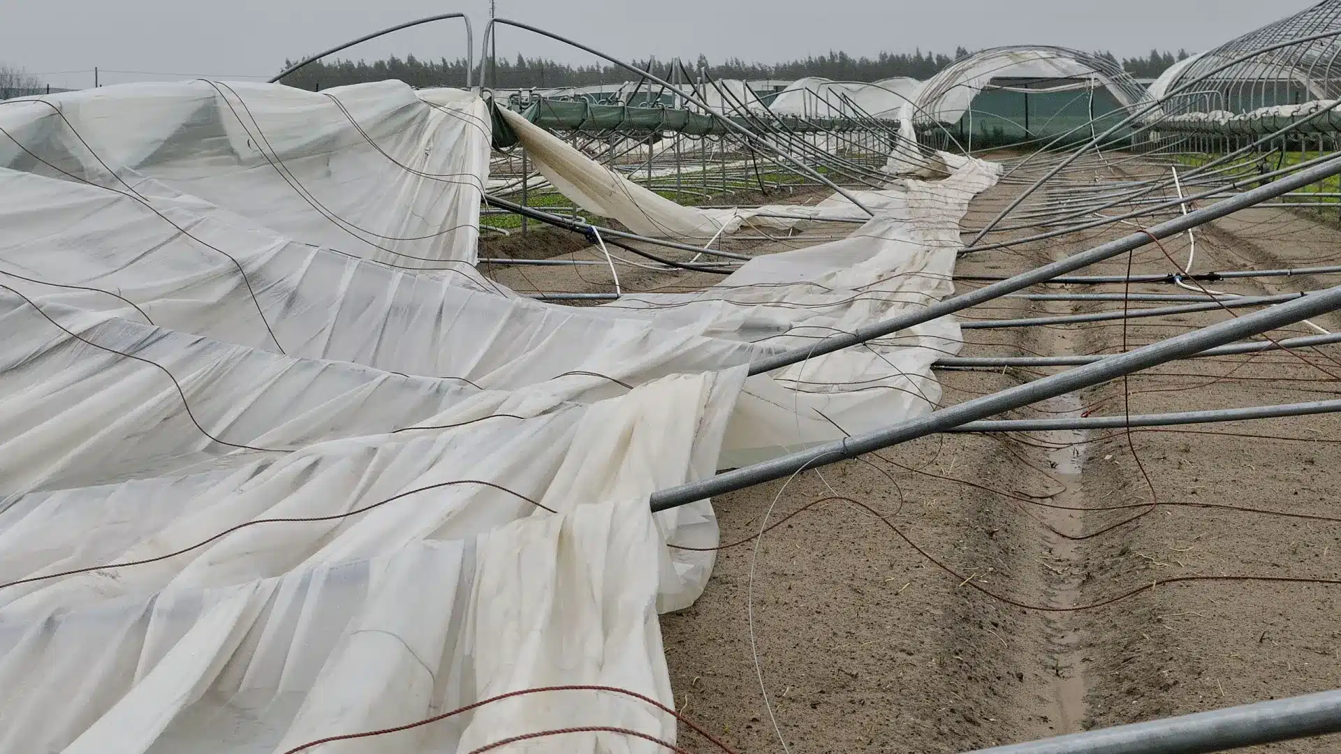 Les producteurs d'Odemira avec un préjudice de 10 millions demandent l'accès à des soutiens.