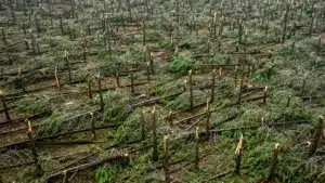 Plus de 250 mille arbres abattus en moins d'un an dans la chaîne de Sintra.