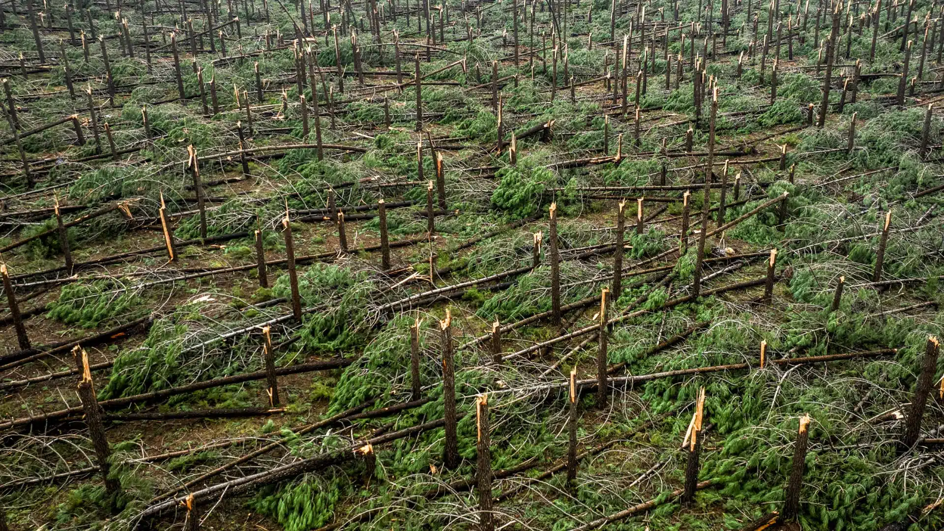 Plus de 250 mille arbres abattus en moins d'un an dans la chaîne de Sintra.