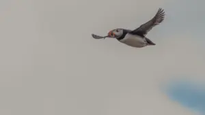 Plus de mille macareux moines retrouvés morts sur la côte portugaise.