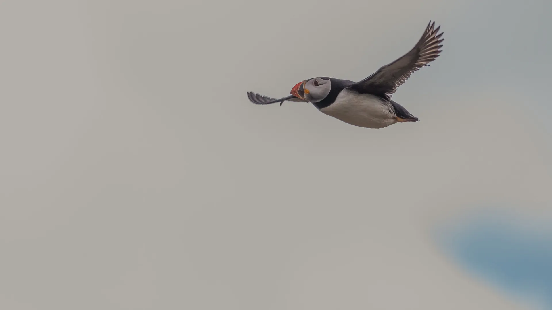 Plus de mille macareux moines retrouvés morts sur la côte portugaise.