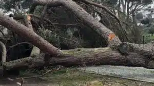 Pombal aide les candidatures aux aides pour le logement propre et permanent