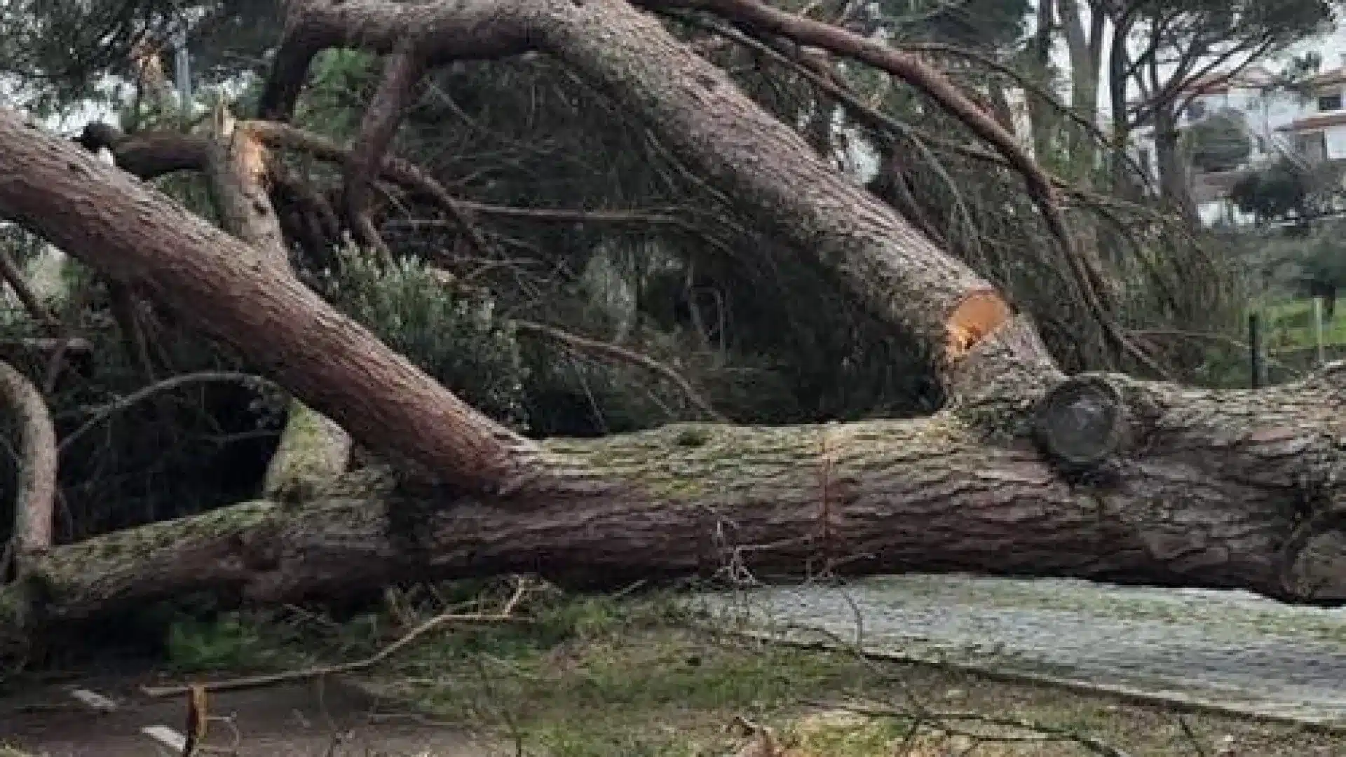 Pombal aide les candidatures aux aides pour le logement propre et permanent