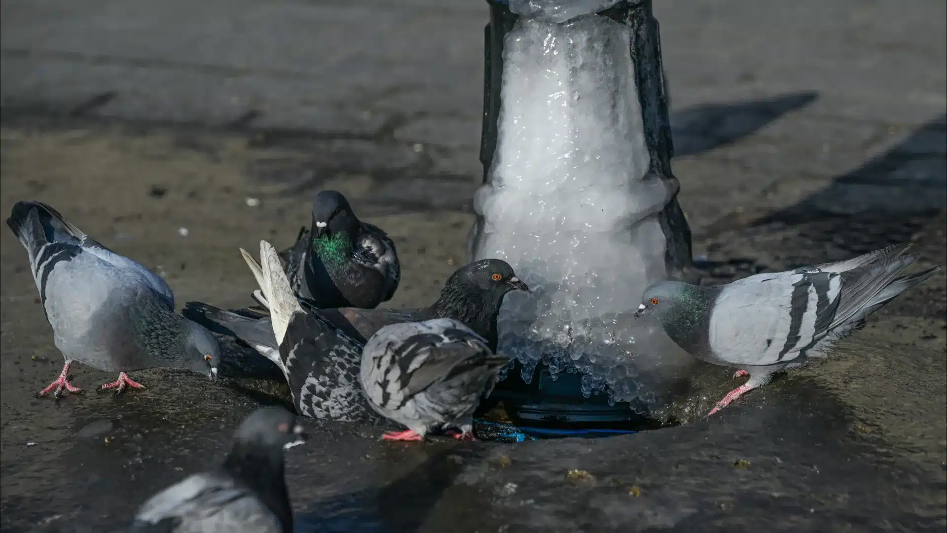 « Pombal près de la crèche dans la paroisse lisboète de Marvila suscite la polémique »