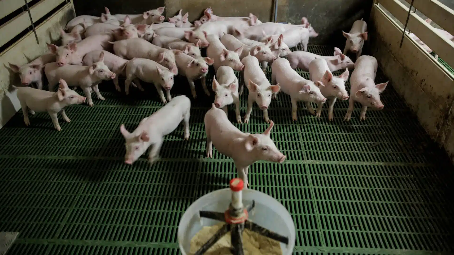 Près de 50 exploitations porcines toujours sans électricité