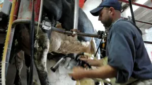 Prix du lait ? Situation "déplorable en raison de l'ampleur de la baisse"