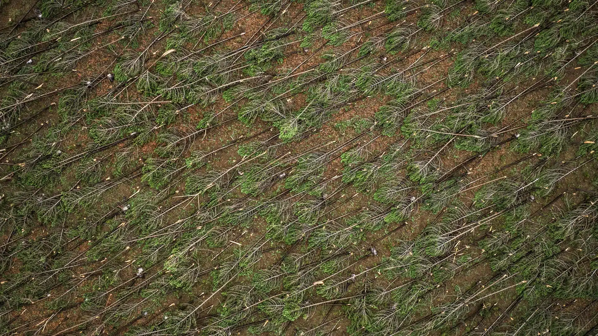 Secteurs de l'agriculture et de la forêt avec une perte de 775 millions